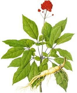 Ginsenoside Powder 80% Ginseng Root Extract Powder Ginseng Extract